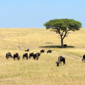 WildebeestInSavannahNationalParkOfKenyaAfrica