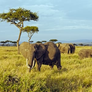 Elefanter i Masai Mara National Reservatet Kenya