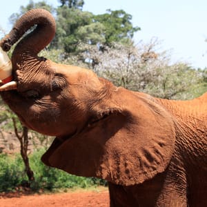 Elefant hos David Sheldrick Wildlife Trust Kenya