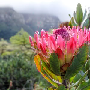 Protea blomst i Kirstenbosch Botanisk have i Cape Town