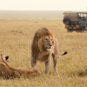 Han og hun Løve foran en Safaribil i Masai Mara i Kenya