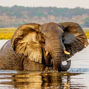 Elefant svømmer i Chobe Floden