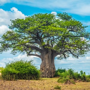 Baobab Træ i Chobe Nationalparken Botswana