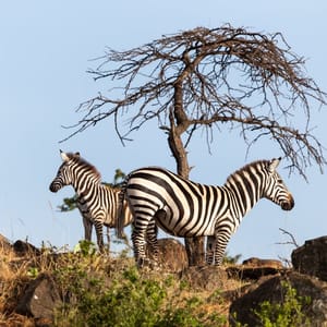 Zebra,Mother,With,Young,One,On,The,Rocks,Of,Leopard