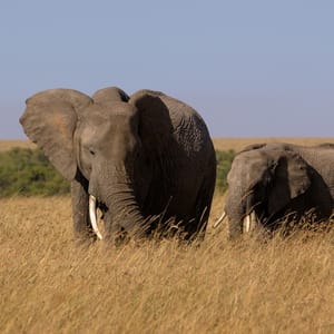 Africa,,Kenya,,Masai,Mara,,North,Conservancy,,2022