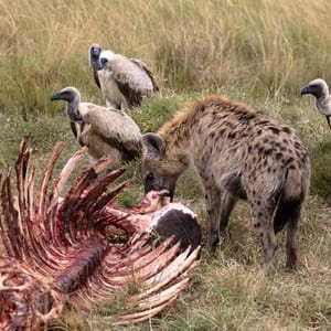 Africa,,Kenya,,Masai,Mara,,North,Conservancy,,2022