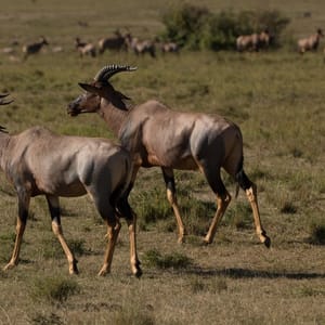 Africa,,Kenya,,Masai,Mara,,North,Conservancy,,2022