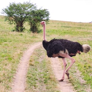 A,Male,Ostrich,On,The,Savannah,Of,Masai,Mara,National