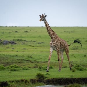 Masai,Giraffe,Walks,Along,Riverbank,On,Savannah