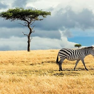 Mara,North,Conservancy,Kenya,Africa