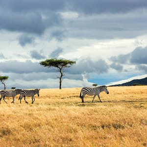Mara,North,Conservancy,Kenya,Africa