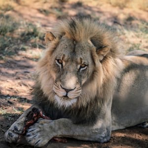 LionWithThePeaceOfMeatOnTheGrassEtosha