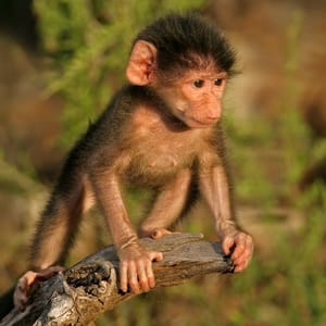 ABabyChacmaBaboonpapioHamadryasPlayingKrugerNationalPark