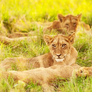 PhotoOfAnAfricanLionCubsSouthAfricaSafari