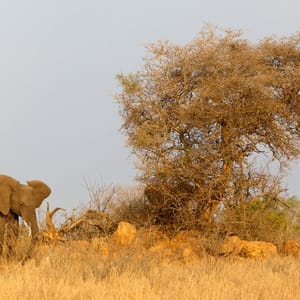 AnAfricanElephantloxodontaAfricanaCalfInTheKrugerNational
