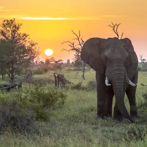 AfricanElephantloxodontaAfricanaWalkingInBushveldInEarlyMorning