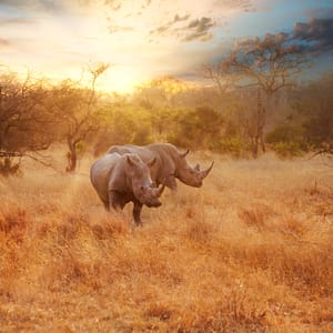 TwoRhinosInLateAfternoonKrugerNationalPark