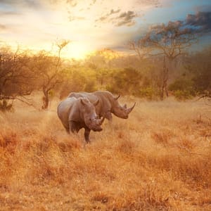 TwoRhinosInLateAfternoonKrugerNationalPark