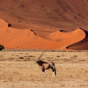 GemsbokAntelopeoryxGazellaInTheNamibDesertNearSossusvlei