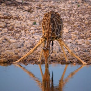 GiraffeDrinksWaterAtSunriseFromAWaterholeInEtosha