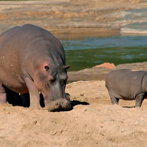 FemaleHippopotamushippopotamusAmphibiusWithYoungCalfKrugerNationalPark