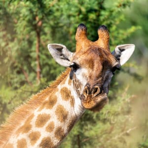 CuteSouthAfricanGiraffePilanesbergNationalParkSouthAfricaSafari