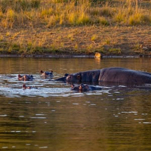 FamilyOfHippoHippopotamusHippopotamusAmphibiusInNaturalHabitatPilanesberg