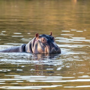 HippoHippopotamusHippopotamusAmphibiusInNaturalHabitatPilanesbergNationalPark