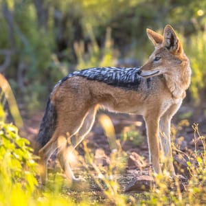 Black-backedJackalcanisMesomelasLookingBackwardInKrugerNationalPark