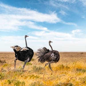 OstrichCoupleRunningOnDryYellowGrassOfTheAfrican