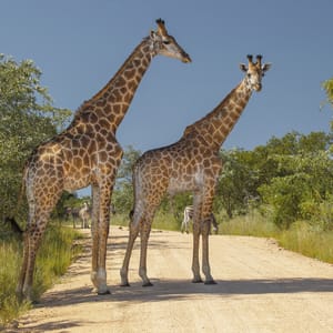 TwoGiraffesAndAFewZebrasInTheirNaturalHabitat