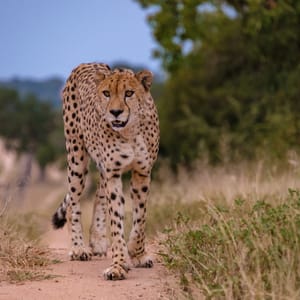 CheetaWildAnimalInKrugerNationalParkSouthAfricaCheetah