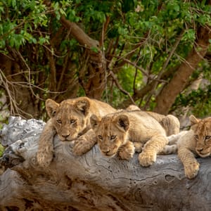 LionCubsSittingOnAFallenTreeInTheKruger