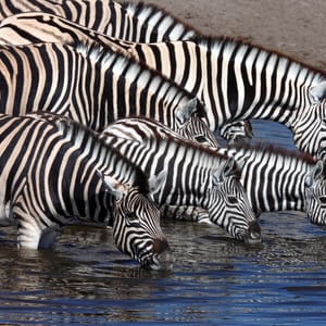 PlanesZebraequusQuaggaDrinkingAtAWaterholeInEtosha