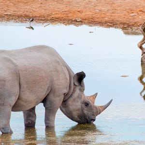 RhinoDrinkingWaterFromASmallLake-GroupOf