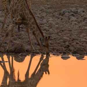 GiraffeStandsByThePondBeautifulEveningsInEtoshaNational