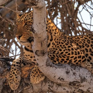 LeopardOnATreeInNaturalHabitatInEtoshaNational