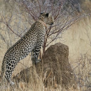 LeopardpantheraPardusStalkingPreyInOkonjimaNatureReserveNamibia