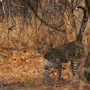 LeopardpantheraPardusMarkingItsTerritoryInOkonjimaNatureReserve