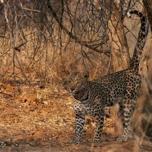 LeopardpantheraPardusMarkingItsTerritoryInOkonjimaNatureReserve