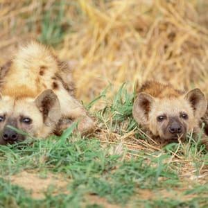 TwoYoungSpottedHyenacrocutaCrocutaRestingInTheKruger