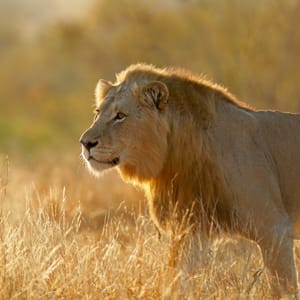 BigMaleAfricanLionpantheraLeoAtSunriseKrugerNational