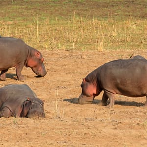 ThreeHipposhippopotamusAmphibiusOnLandKrugerNationalParkSouth