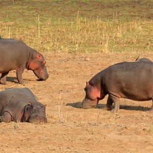 ThreeHipposhippopotamusAmphibiusOnLandKrugerNationalParkSouth