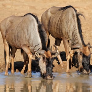 BlueWildebeestconnochaetesTaurinusDrinkingWaterPilanesbergNationalParkSouth