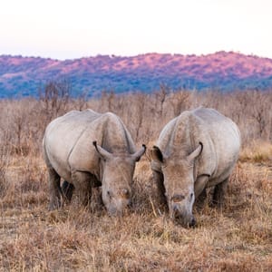 RhinocerosInAPrivateReserveInKrugerParkInSouth