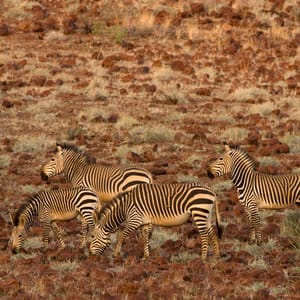 HartmannsMountainZebraequusZebraHartmannaeDamaralandNamibiaAfrica