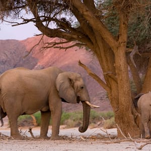 Desert-dwellingElephantloxodontaAfricanaAfricanaNamibiaAfrica