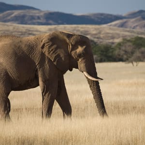 DesertElephantloxodontaAfricanaAba-huabRiverValleyDamaralandNamibiaAfrica