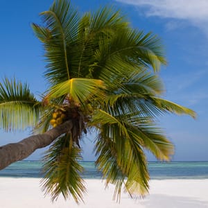 APalmTreeLeaningOutOverMatemweBeachZanzibarTanzania